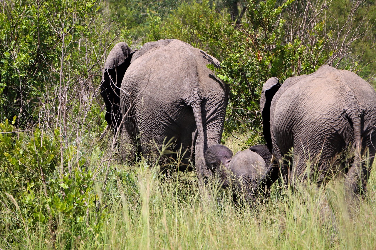 Kruger National Park